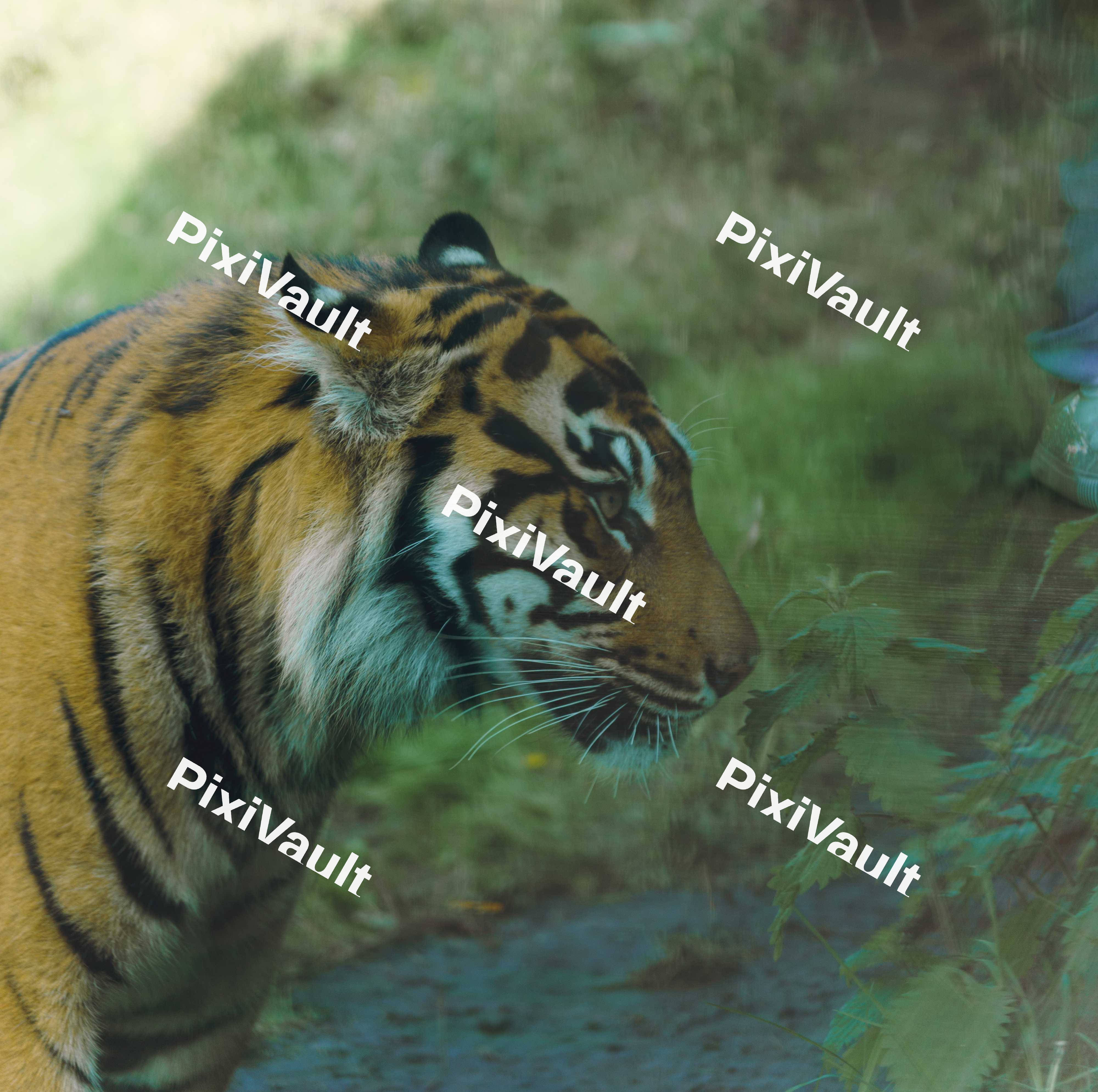Menacing Tiger
